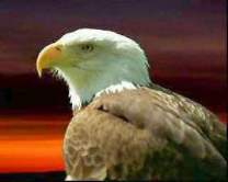 bold eagle